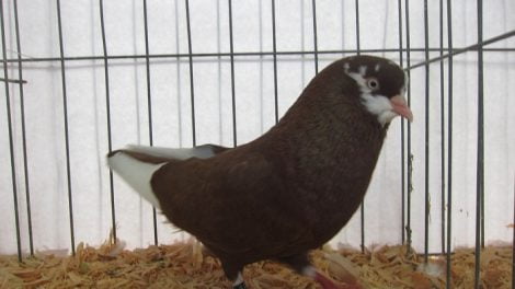 pigeons - tumbler
