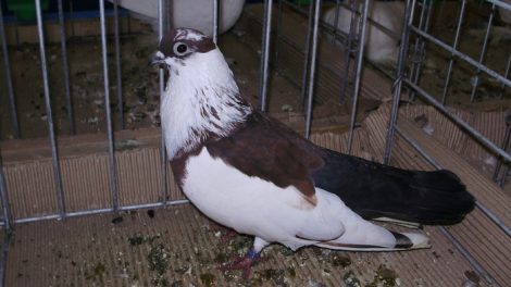 tauben