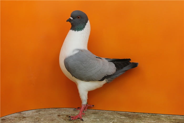 gazzi modena - fancy pigeons