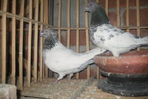pigeons - kabotar - indian - naqaab kabootar