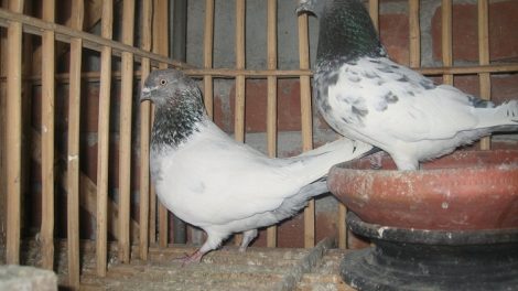 pigeons - kabotar - indian - naqaab kabootar