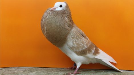swiss pigeon breeds
