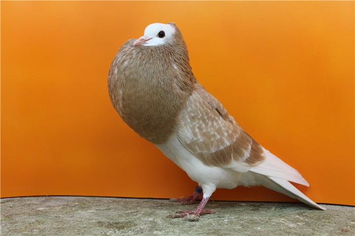 swiss pigeon breeds