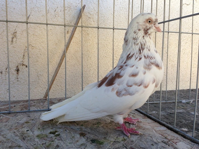 koboter - tumbler - ground roller pigeons