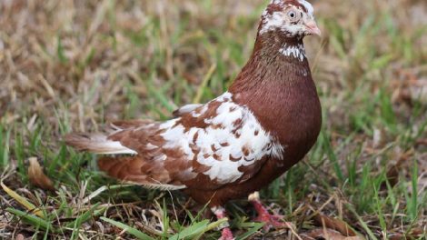 pigeons - tümmler - tumbler