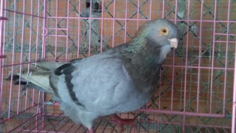pombos