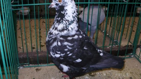 pigeons - hen