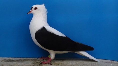 PIGEONS DE COULEUR