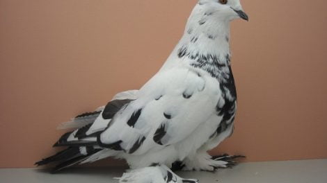 balck and white tiger pigeons