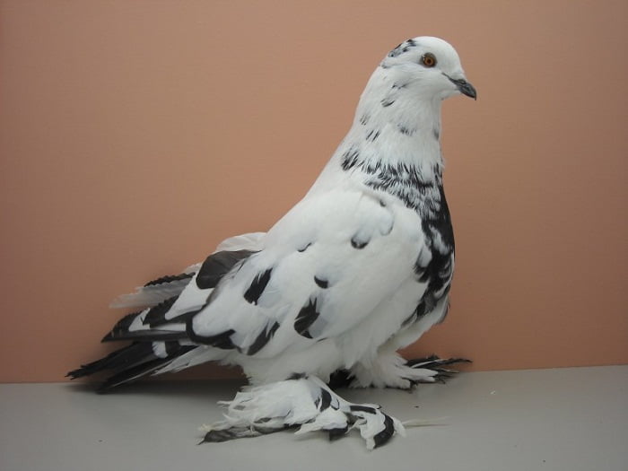balck and white tiger pigeons