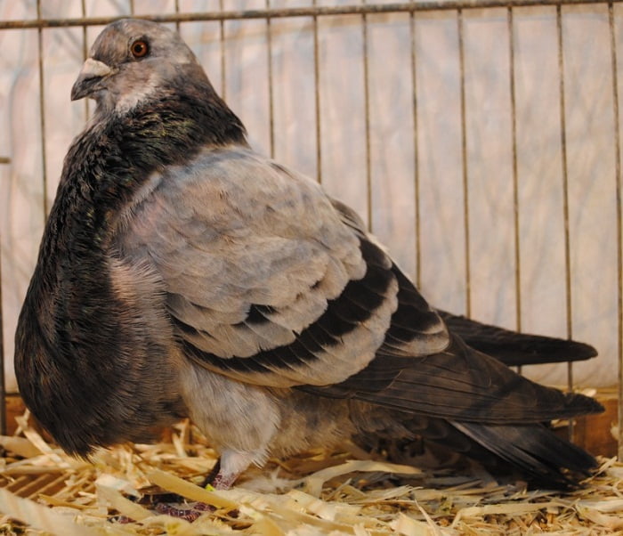 pigeons Boulant