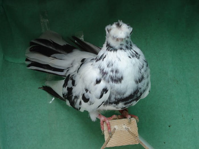 romanian pigeons