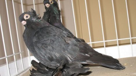 Culbutant- polanois-pigeons