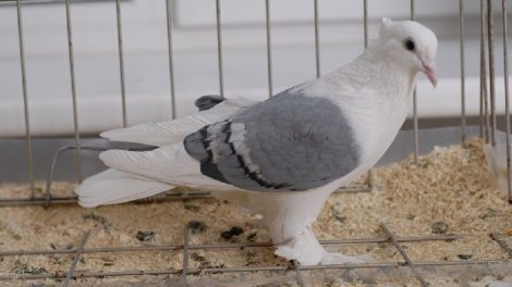 pigeons riga