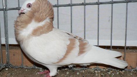 jacobin pigeons - structure pigeons
