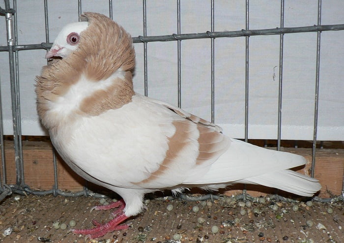 jacobin pigeons - structure pigeons