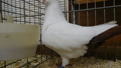 calotte - pigeons - Nederlandse Helmduif
