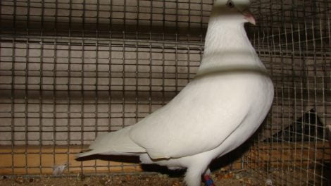 weib Hochflieger