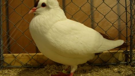 white pidgeon