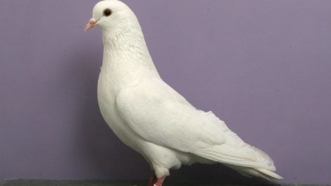 trumpeter white pigeons