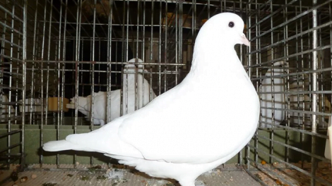 pigeons - utility pigeons