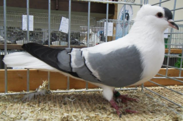 colour pigeons - swiss kabuter