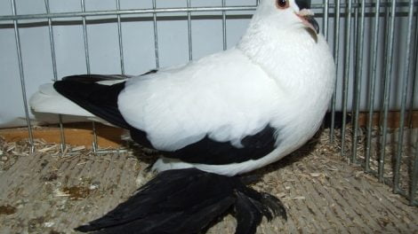 saxon pigeons colour