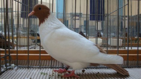 color pigeons - golubovi
