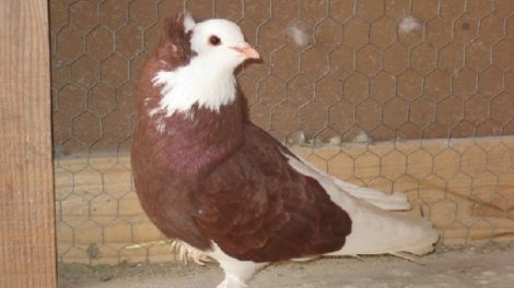 riesentauben