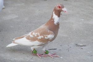 syrian pigeons