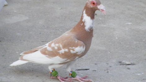 syrian pigeons