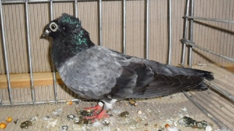 highflyer pigeons - hungarian