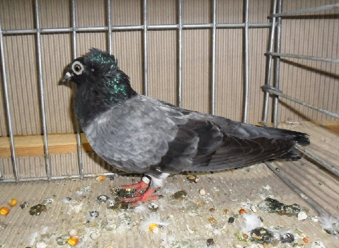 highflyer pigeons - hungarian