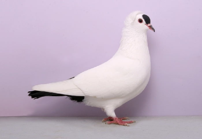 farbentauben - colored pigeon