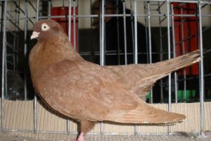 roller pigeons - yelloow pigeons - pigeons pics