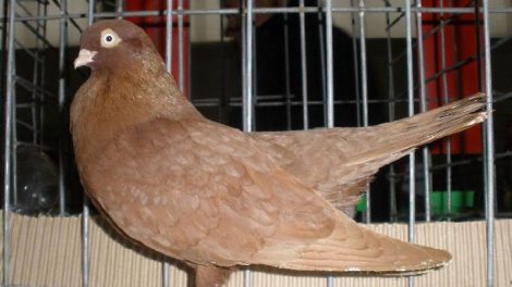 roller pigeons - yelloow pigeons - pigeons pics