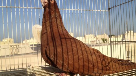 swift - pigeons - egyptian