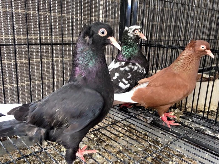 pigeons