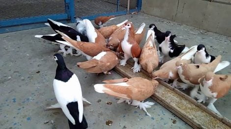pakistani pigeons - siraj