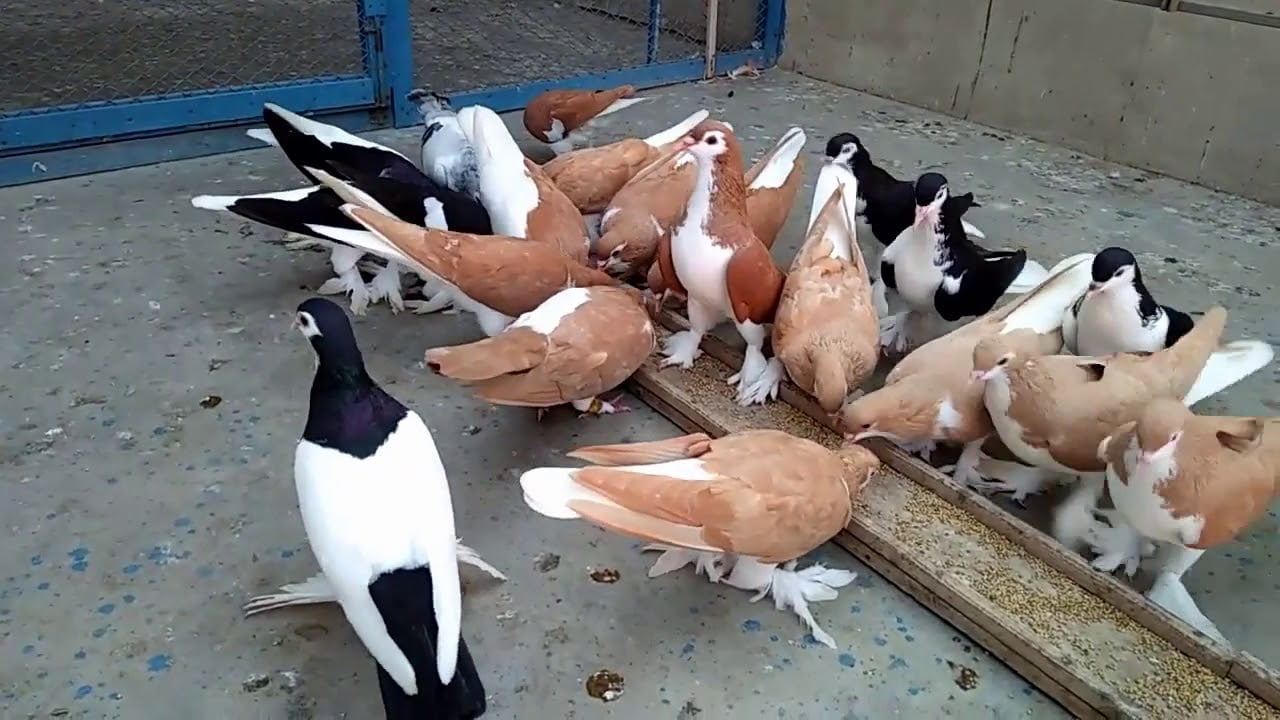 SheraziSiraj Breeds Pairs Pigeontype