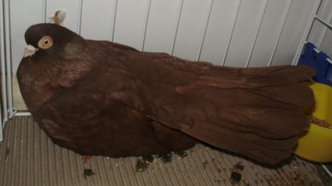 lome pigeons - bulgarian