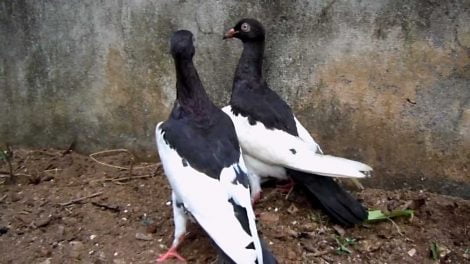 pigeons-magpie-black