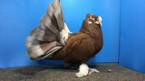 pigeon masakali