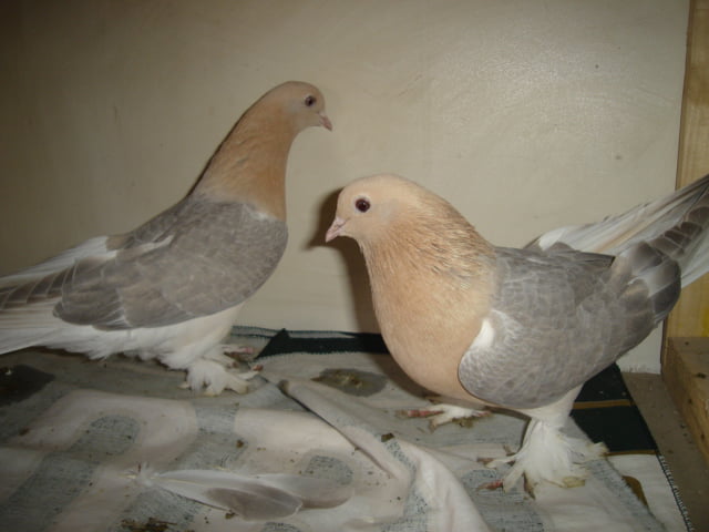 syrian pigeons