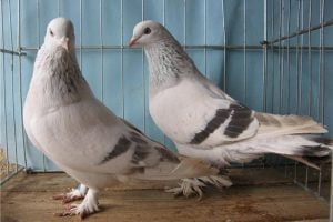 pigeons