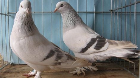 pigeons