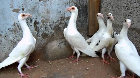 carrier wattle pigeons - messenger