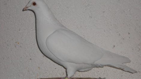 utility pigeons - homer -homing