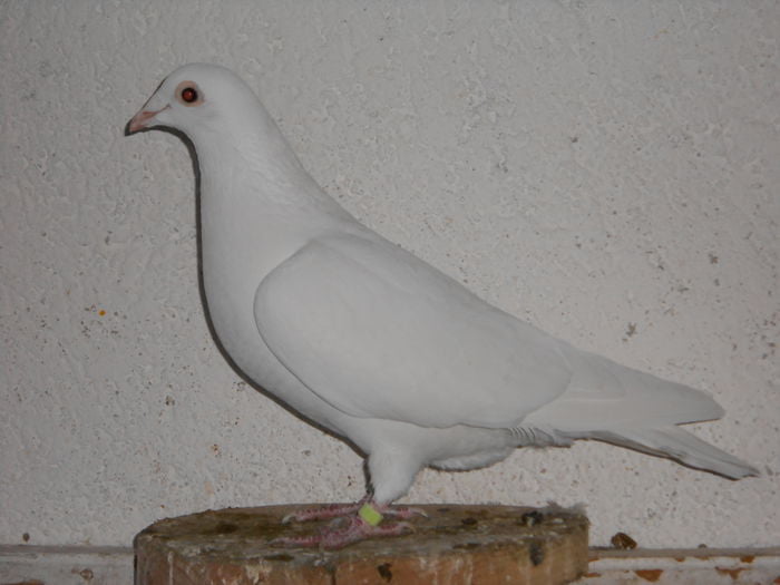 utility pigeons - homer -homing