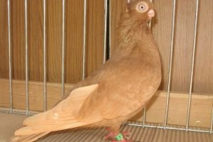 culbutant - pigeon japan